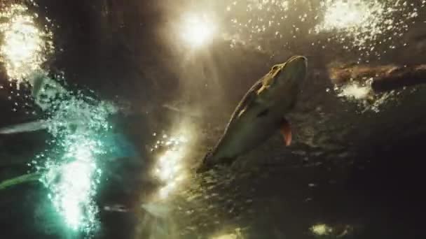 Mesmerizující Podmořský Svět Živé Kinematografické Podvodní Vizuály Velkými Detaily — Stock video