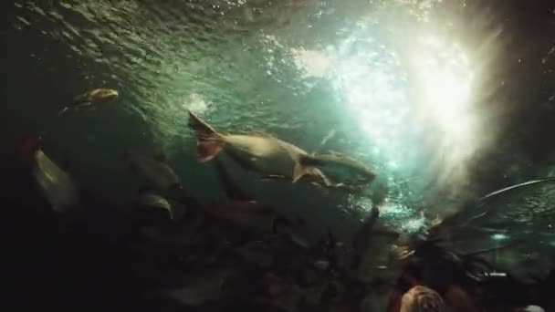 Peixe Aquário Mar Cena Subaquática — Vídeo de Stock