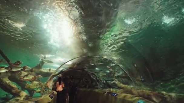 Een Betoverende Onderwaterwereld Levendige Filmische Onderwaterbeelden Met Groot Detail — Stockvideo