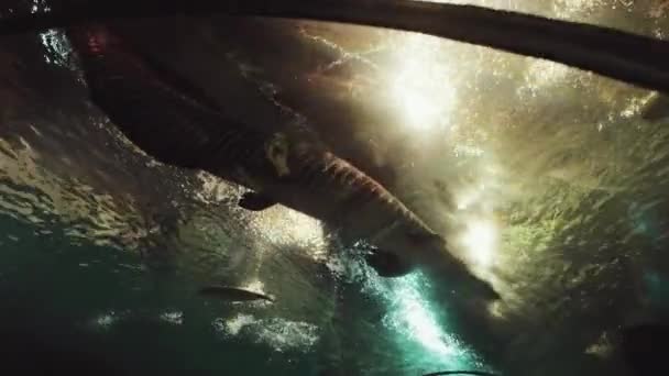 Mesmerizing Underwater World Vibrant Cinematic Underwater Visuals Great Detail — Stock Video
