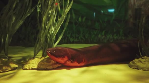 Een Betoverende Onderwaterwereld Levendige Filmische Onderwaterbeelden Met Groot Detail — Stockvideo