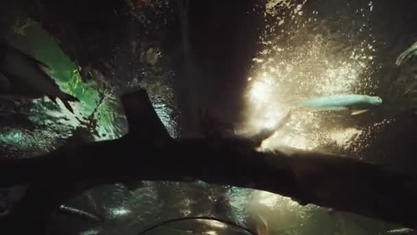 Mondo Sottomarino Ipnotizzante Immagini Subacquee Vibranti Cinematografiche Con Grande Dettaglio — Video Stock