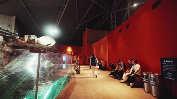 Berjalan Shanghai Aquarium Laut Pemandangan Yang Indah — Stok Video