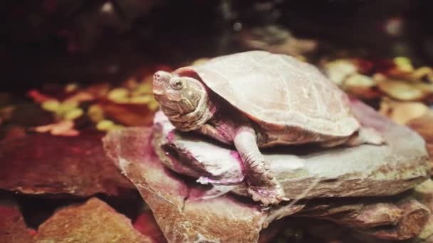 Черепахи Шанхайском Океанариуме Прекрасный Вид — стоковое видео