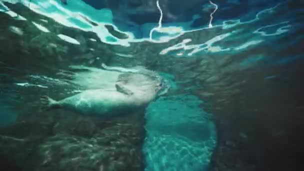 Phoques Shanghai Ocean Aquarium — Video