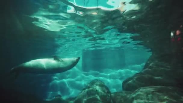 Тюлени Шанхайского Океанариума — стоковое видео