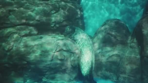 Sälar Shanghai Ocean Akvarium Vacker Utsikt — Stockvideo