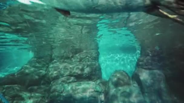 Phoques Shanghai Océan Aquarium Belle Vue — Video