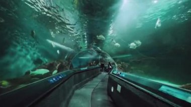 İç mekan, Şangay okyanus akvaryumu boyunca yürüme. 