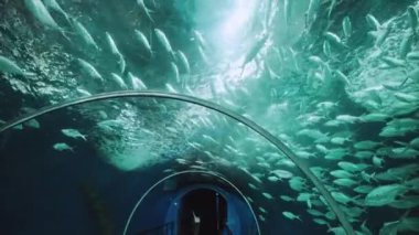 Şangay okyanus akvaryumunda balıklar 