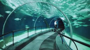 İç mekan, Şangay okyanus akvaryumu boyunca yürüme. 
