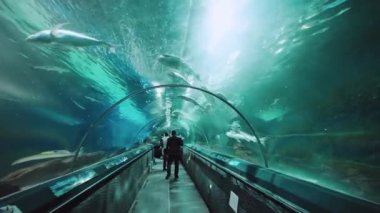 İç mekan, Şangay okyanus akvaryumu boyunca yürüme. 
