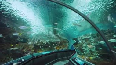 İç mekan, Şangay okyanus akvaryumu boyunca yürüme. 