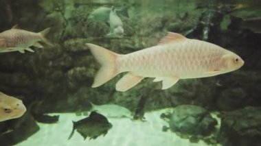 Şangay okyanus akvaryumunda balıklar 