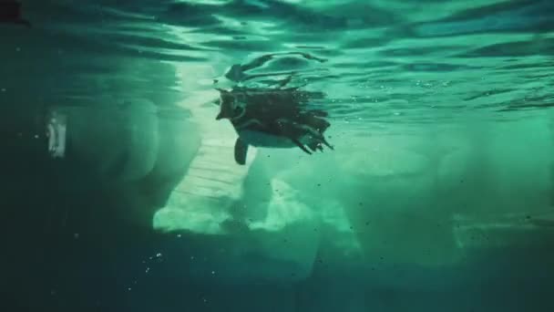 Пингвины Шанхайском Океанариуме Прекрасный Вид — стоковое видео