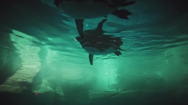 Penguins Shanghai Ocean Aquarium Beautiful View — Stock Video