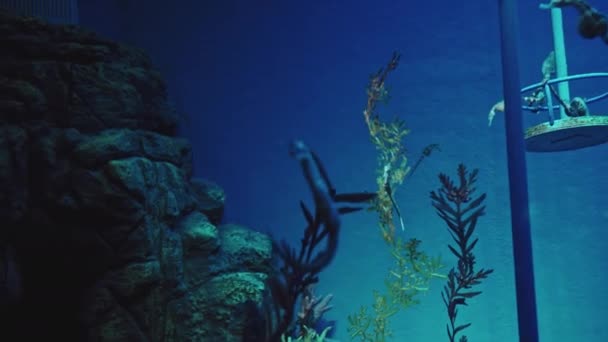 Fascinerende Undersøiske Verden Levende Filmisk Undervands Visuals Med Stor Detalje – Stock-video