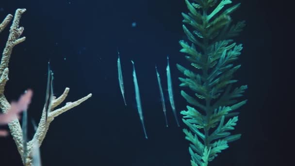 迷人的水下世界非常详细的充满活力的水下电影画面 — 图库视频影像