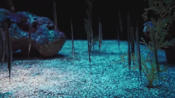 迷人的水下世界非常详细的充满活力的水下电影画面 — 图库视频影像