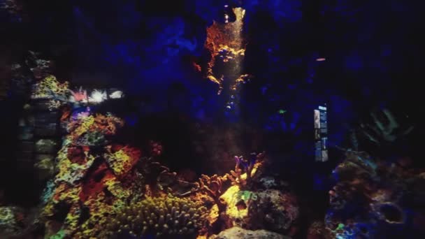 Зачаровує Підводний Світ Яскраві Кінематографічні Підводні Візуальні Ефекти Великою Деталізацією — стокове відео