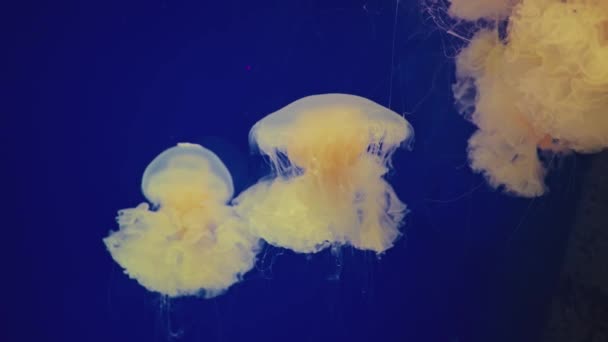 上海海水族馆中的水母美丽景色 — 图库视频影像