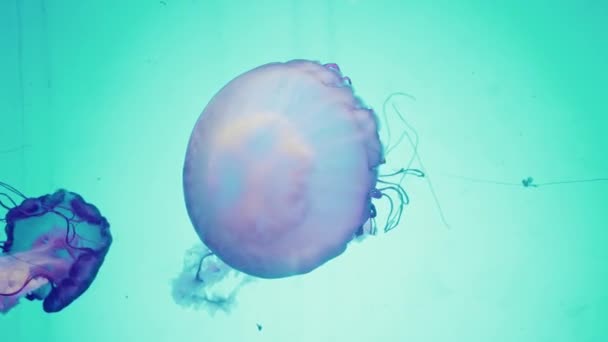 Jellyfish Shanghai Ocean Aquarium — Stock Video