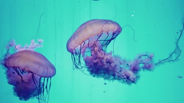 Медузы Шанхайском Океанариуме — стоковое видео