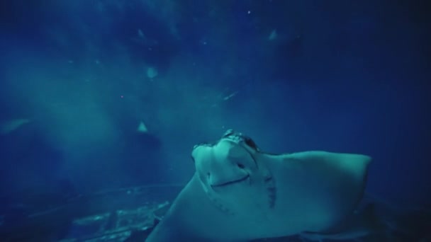 Shanghai Océan Aquarium Belle Vue — Video