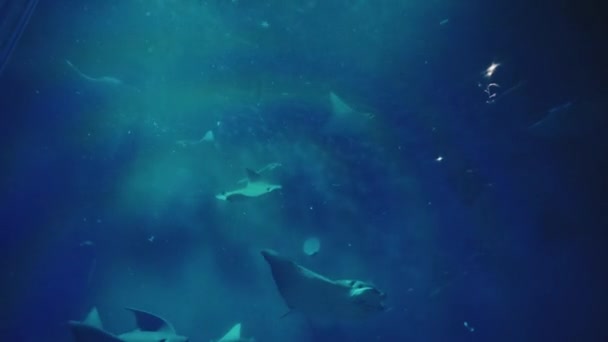 Mondo Sottomarino Ipnotizzante Immagini Subacquee Vibranti Cinematografiche Con Grande Dettaglio — Video Stock