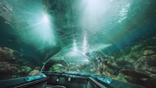 Promenade Travers Aquarium Océan Shanghai Belle Vue — Video