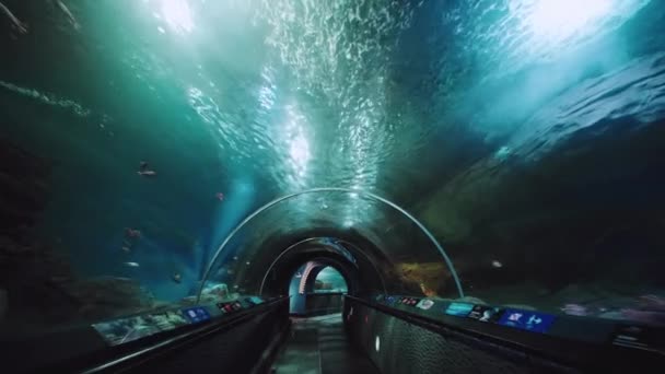 Interior View Walking Shanghai Ocean Aquarium — Stock Video