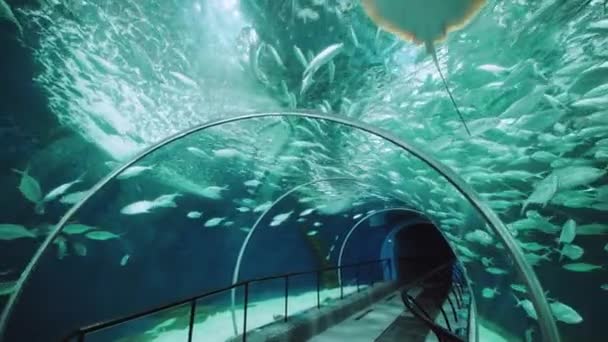 Belső Nézet Séta Sanghaji Óceán Akváriumában — Stock videók