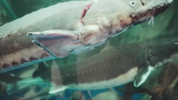 Ryby Šanghaji Oceánské Akvárium Zblízka — Stock video