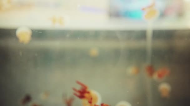 Medúzy Šanghaji Oceán Akvárium Krásný Výhled — Stock video