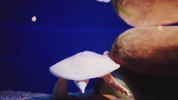 Mundo Submarino Fascinante Imágenes Subacuáticas Vibrantes Cinematográficas Con Gran Detalle — Vídeos de Stock