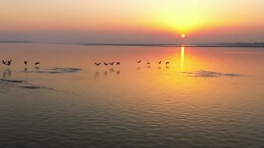 Güzel, yavaş çekim günbatımı kuşlarla nehir manzarası 