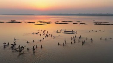 Gün batımının güzel nehri manzarasında kuş sürüsü 