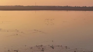 Gün batımının güzel nehri manzarasında kuş sürüsü 