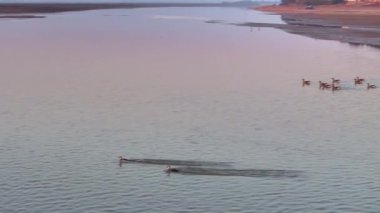 Gün batımının güzel nehri manzarasında kuş sürüsü 