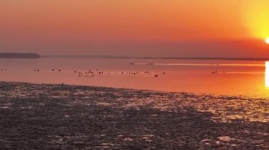Gün batımının güzel nehri manzarasında kuş sürüsü 