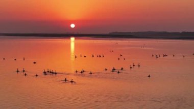 Gün batımının güzel nehri manzarasında kuş sürüsü 