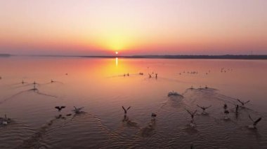 Gün batımının güzel nehri manzarasında kuş sürüsü 