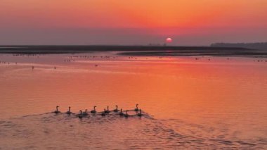Gün batımının güzel nehri manzarasında kuş sürüsü 