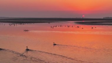 Gün batımının güzel nehri manzarasında kuş sürüsü 