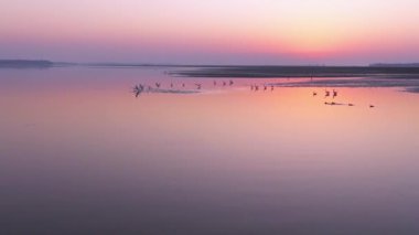 Gün batımının güzel nehri manzarasında kuş sürüsü 