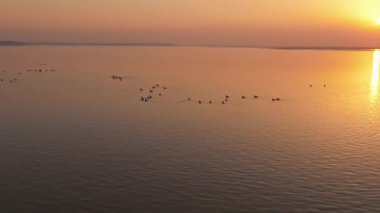 Gün batımının güzel nehri manzarasında kuş sürüsü 