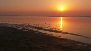 Gün batımının güzel nehri manzarasında kuş sürüsü 
