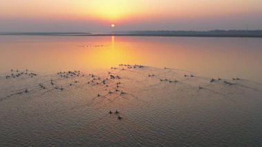 Gün batımının güzel nehri manzarasında kuş sürüsü 