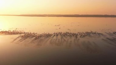 Gün batımının güzel nehri manzarasında kuş sürüsü 