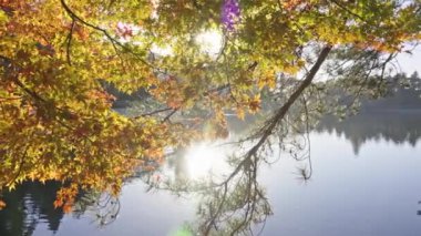 Güzel bir sonbahar parkı manzarası ve güneşli bir günde nehir. 
